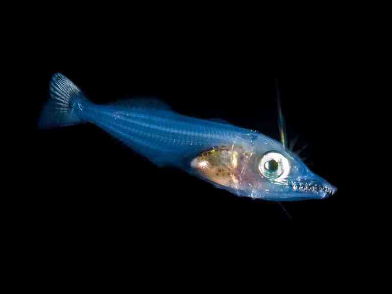 Steven-Kovacs-king-mackerel-baby baby king mackerel
