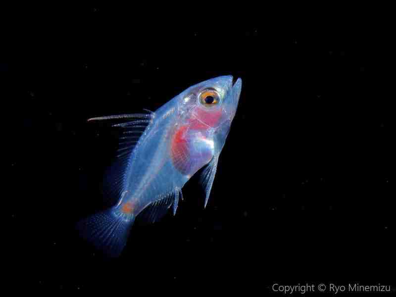 Baby-Grouper-Ryo-Minemizu larval grouper baby