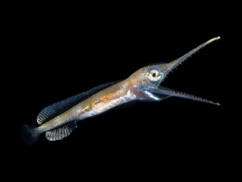 larval swordfish
