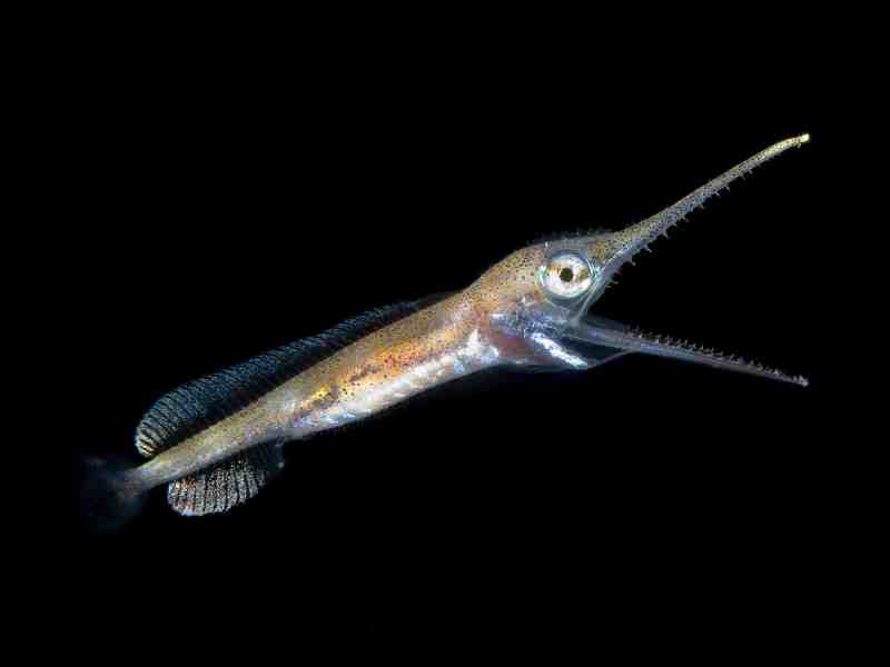 Larval-swordfish-Steven-Kovacs larval swordfish
