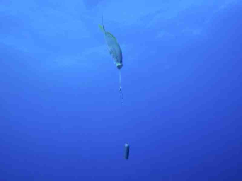Protecting reef fish