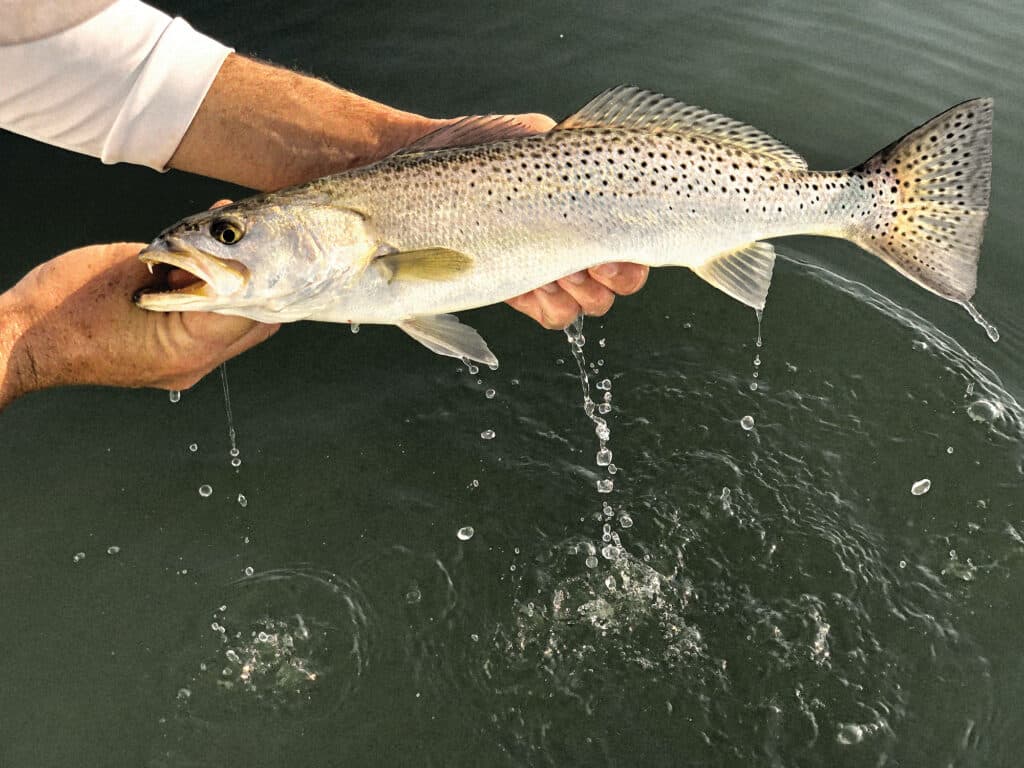 Seatrout in Biscayne Bay