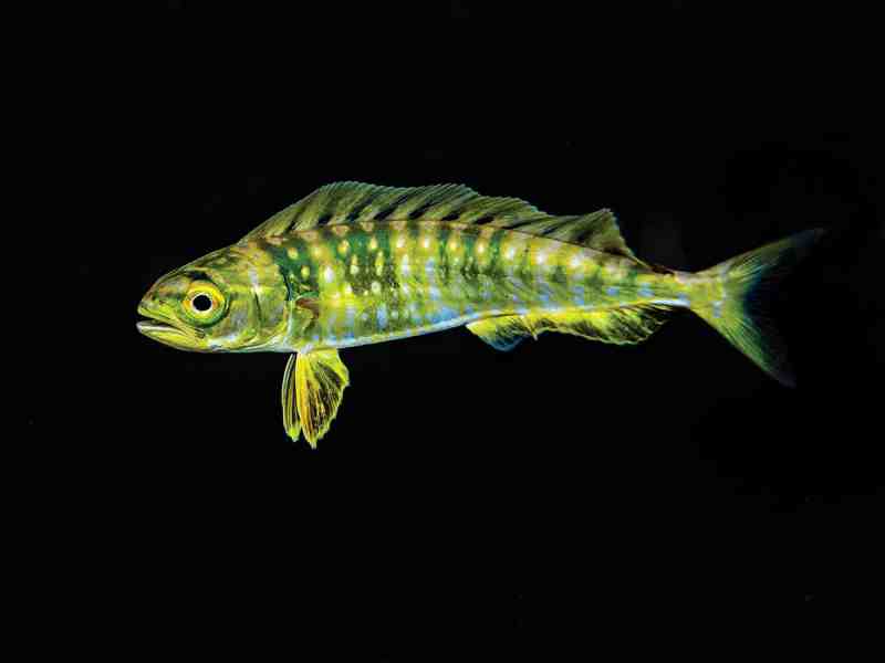SWS323-Mahi-Michael-P-ONeill Small mahi spawn