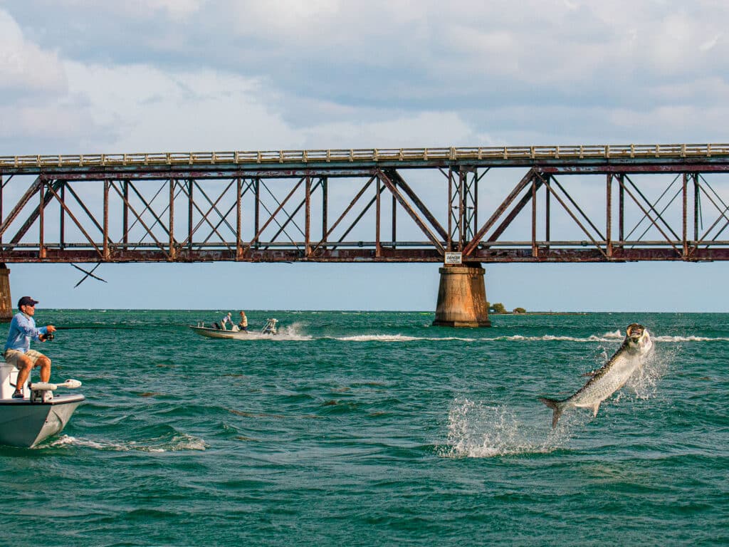 Tarpon leaping out of the water