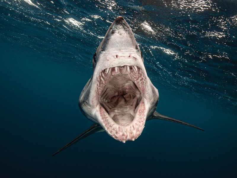 Mako-shark-mouth The mouth of a mako shark presents a nightmare vision, one that occurs in the deep blue seas around the world.