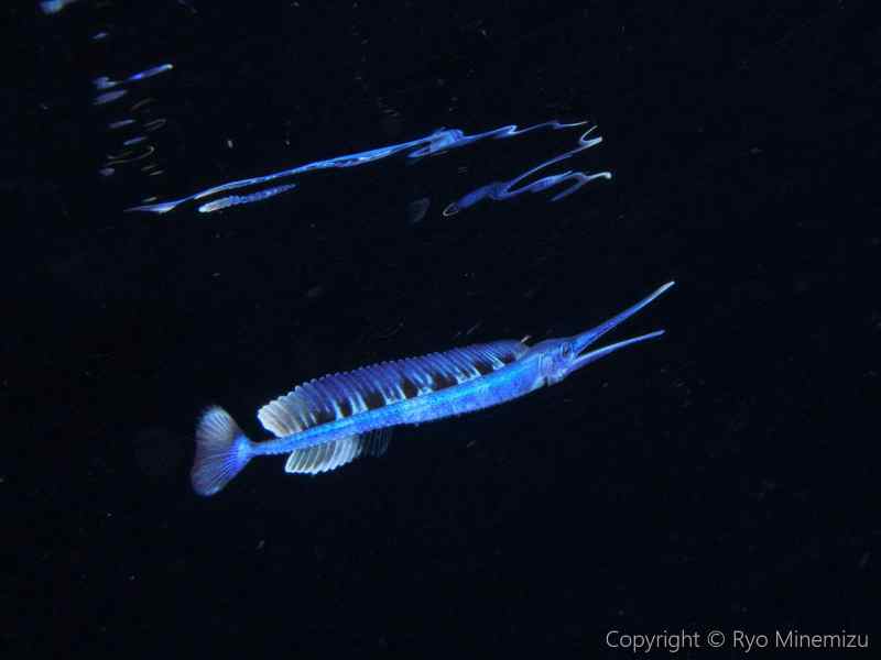 baby swordfish