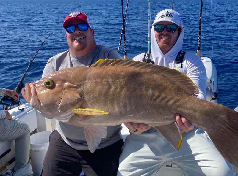 big yellowedge grouper yellowedge grouper
