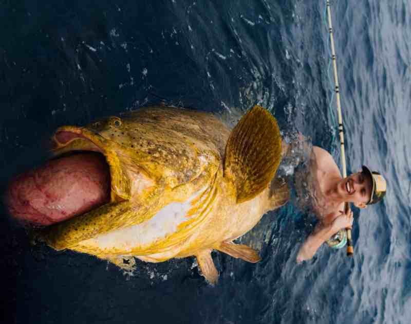 Christian Graham with goliath grouper lead Christian Graham in water with goliath grouper
