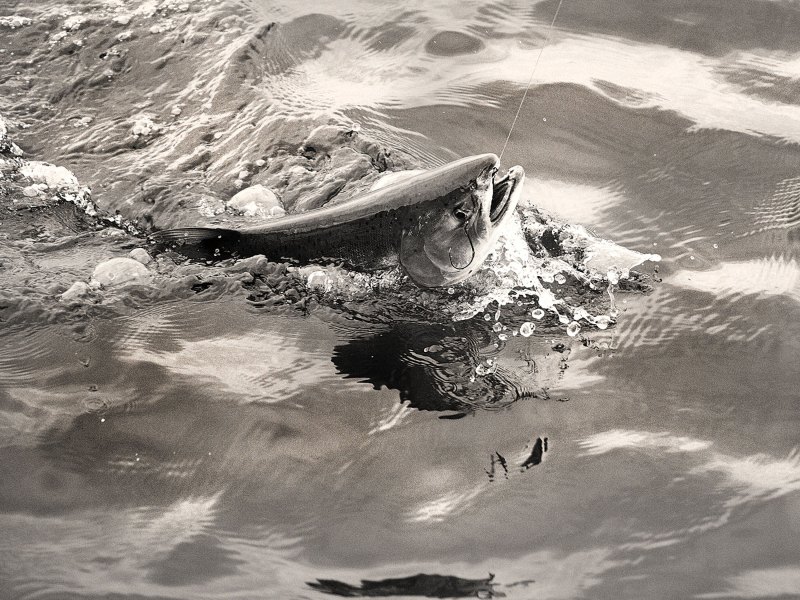 SWS0723-Silver-Salmon-3 Silver salmon splashing