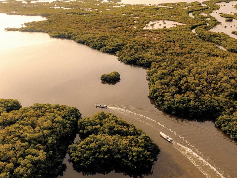 SWS323-Mangroves-1 Boats running near mangroves