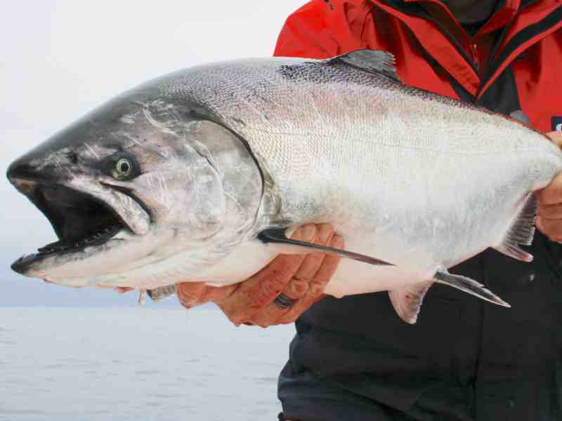 SWS423-Salmon-Hendricks California king salmon