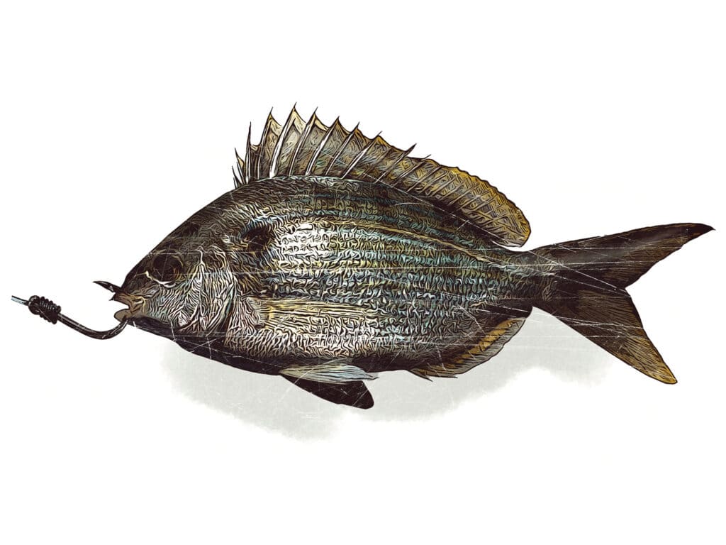 Saltwater baitfish hooked through the nostrils
