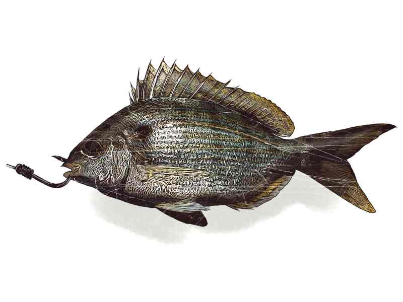 Saltwater baitfish hooked through the nostrils