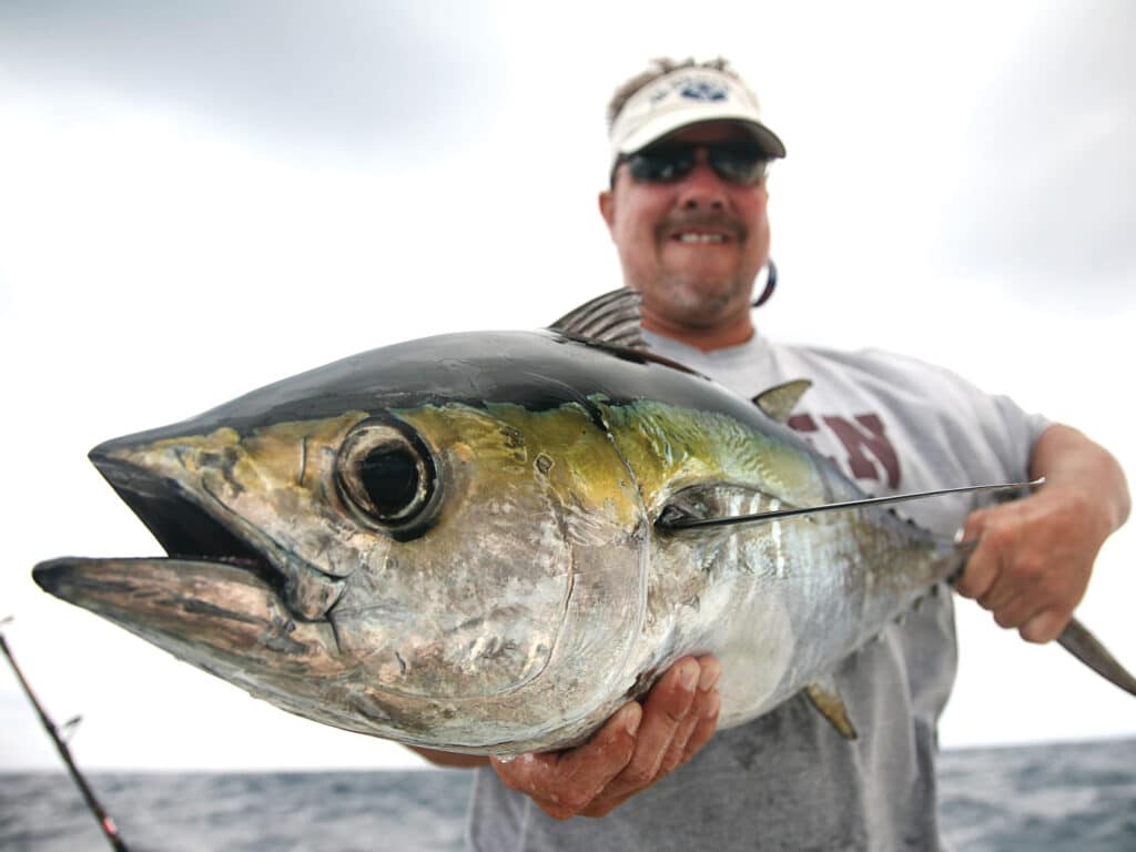 Large tuna caught on live bait