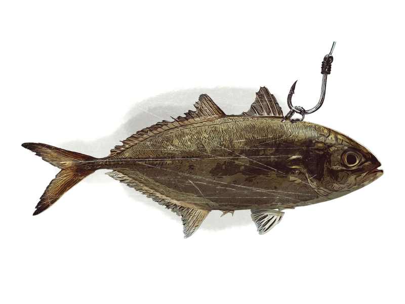 A bridled live bait.