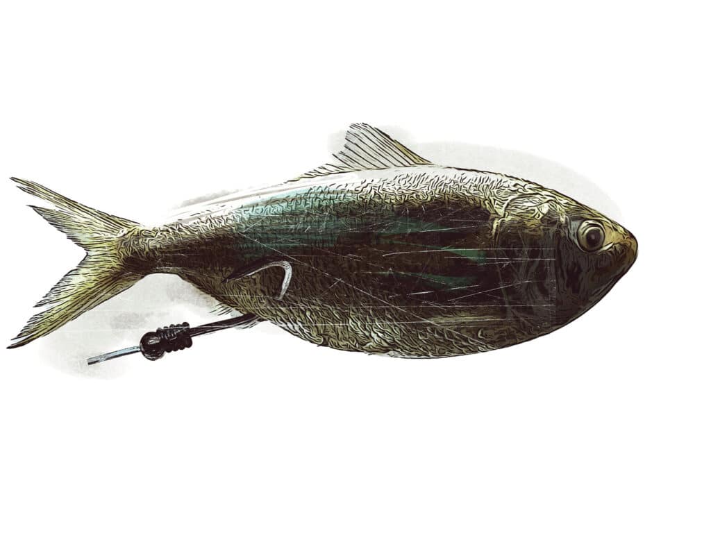 Anal Fin rigging of a saltwater baitfish