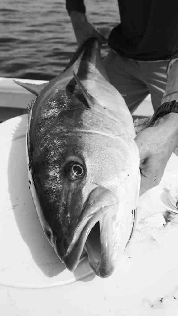 Yellowtail ready for eating