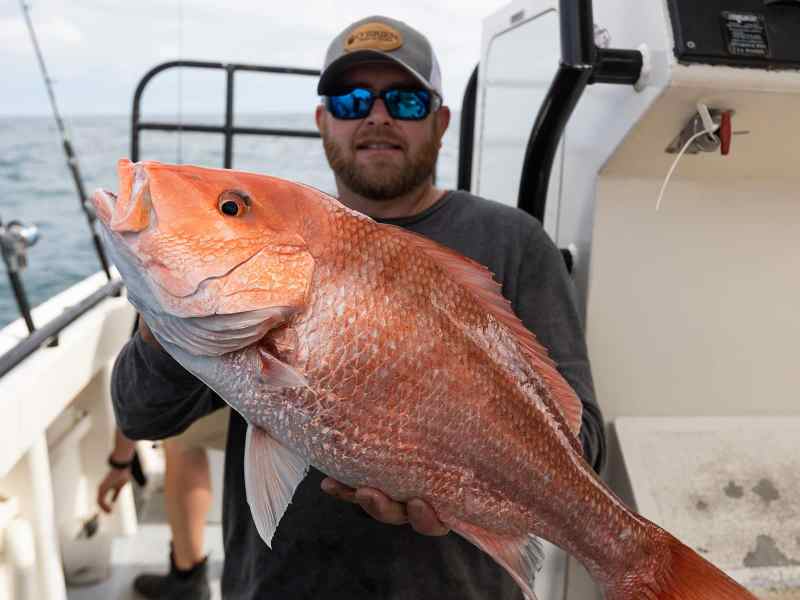 big-red-snapper big red snapper