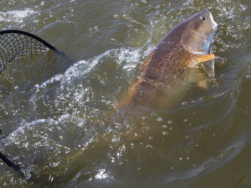 netting-redfish netting a redfish