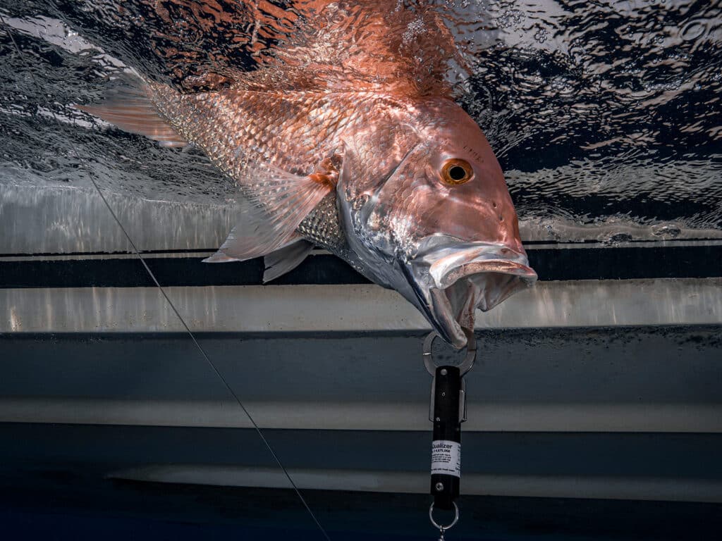 https://www.saltwatersportsman.com/wp-content/uploads/2023/04/red-snapper-descending-device-1024x768.jpg