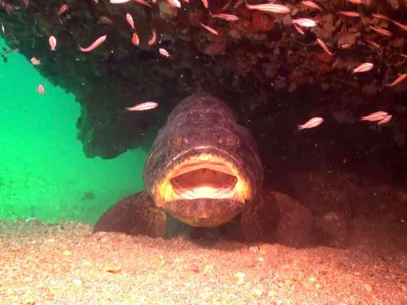 myfwc grouper