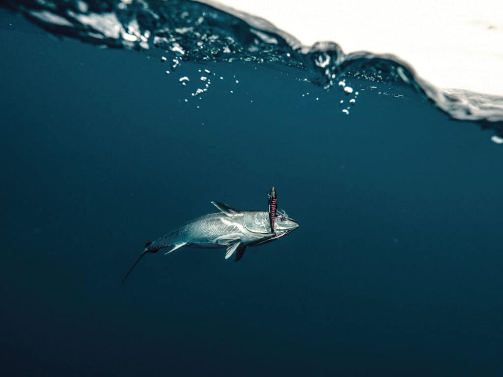 Bluefin caught on lipless diving plug