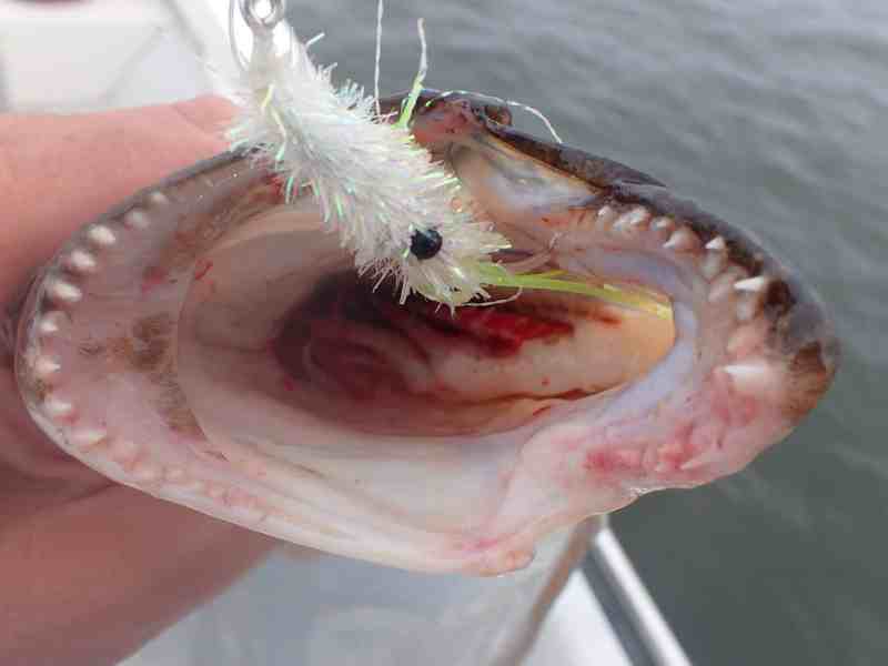 squid flies for fluke