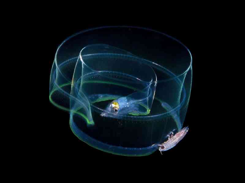 moray-eel-larva baby moray eel larva