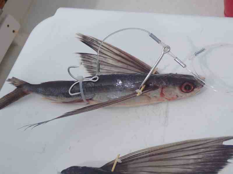 rigged flying fish
