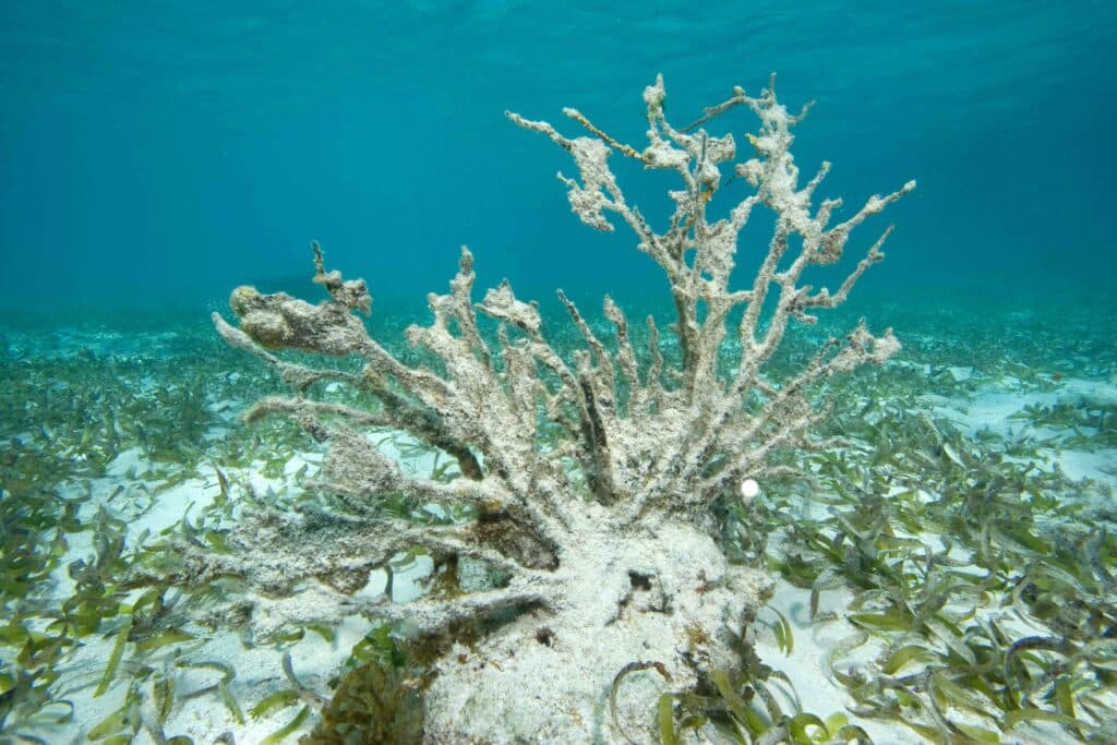 Dead coral in turtle grass bed, Florida Keys National Marine Sanctuary, Florida, USA