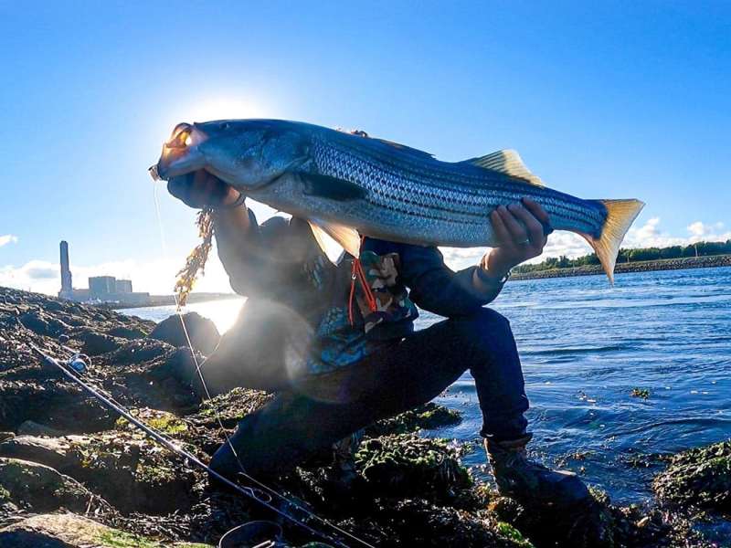 slippery-conditions-cape-cod-canal striped bass cape cod canal