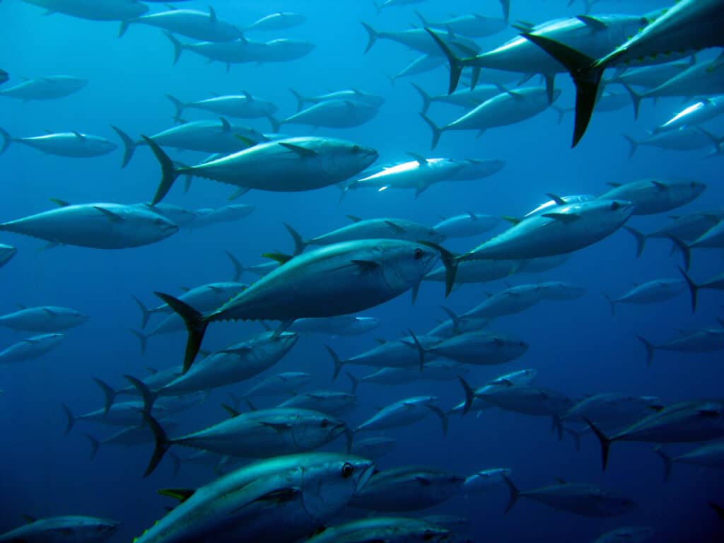 School of tuna