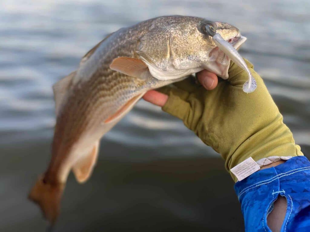 redfish and jig