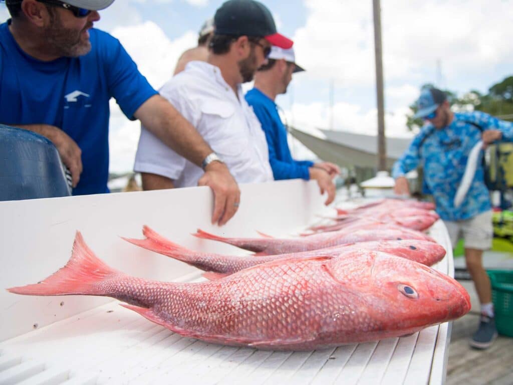 Red snapper caught along the Gulf
