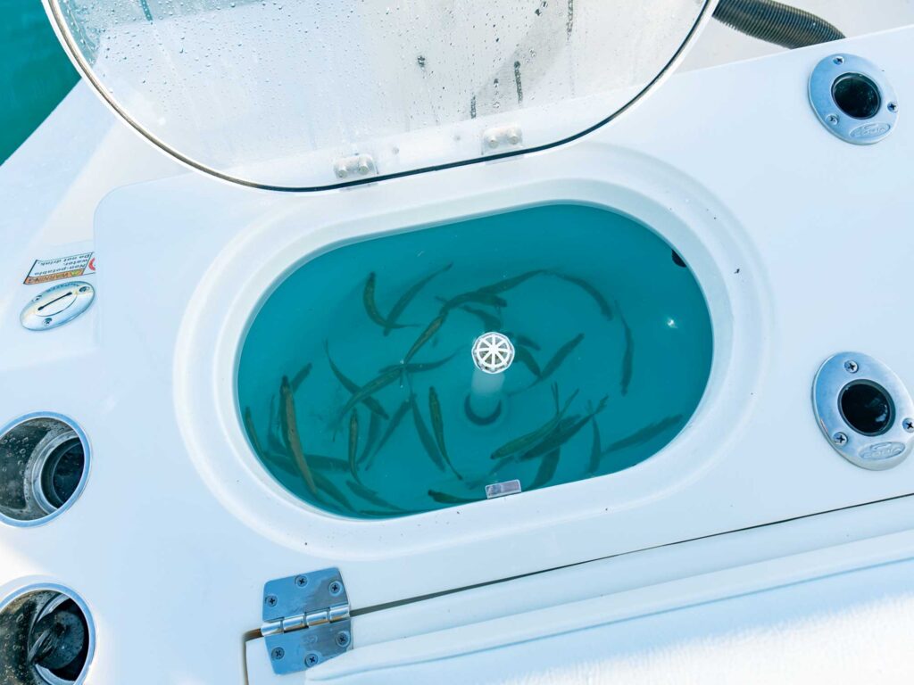 Cobia 301 CC livewell