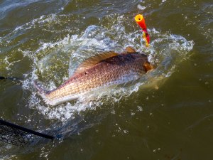 SPF0723-TAA-Crystal-redfish-and-net Redfish in North Carolina