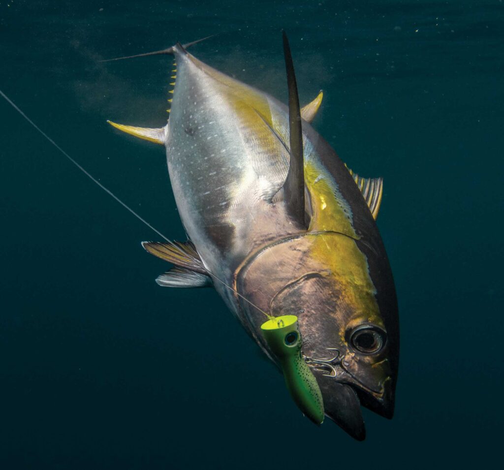 Tuna caught on topwater
