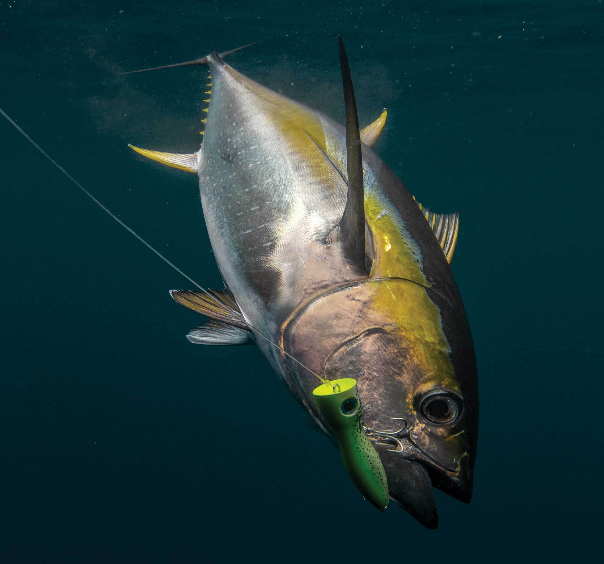 Top Tips for Fishing Topwaters Inshore and Offshore
