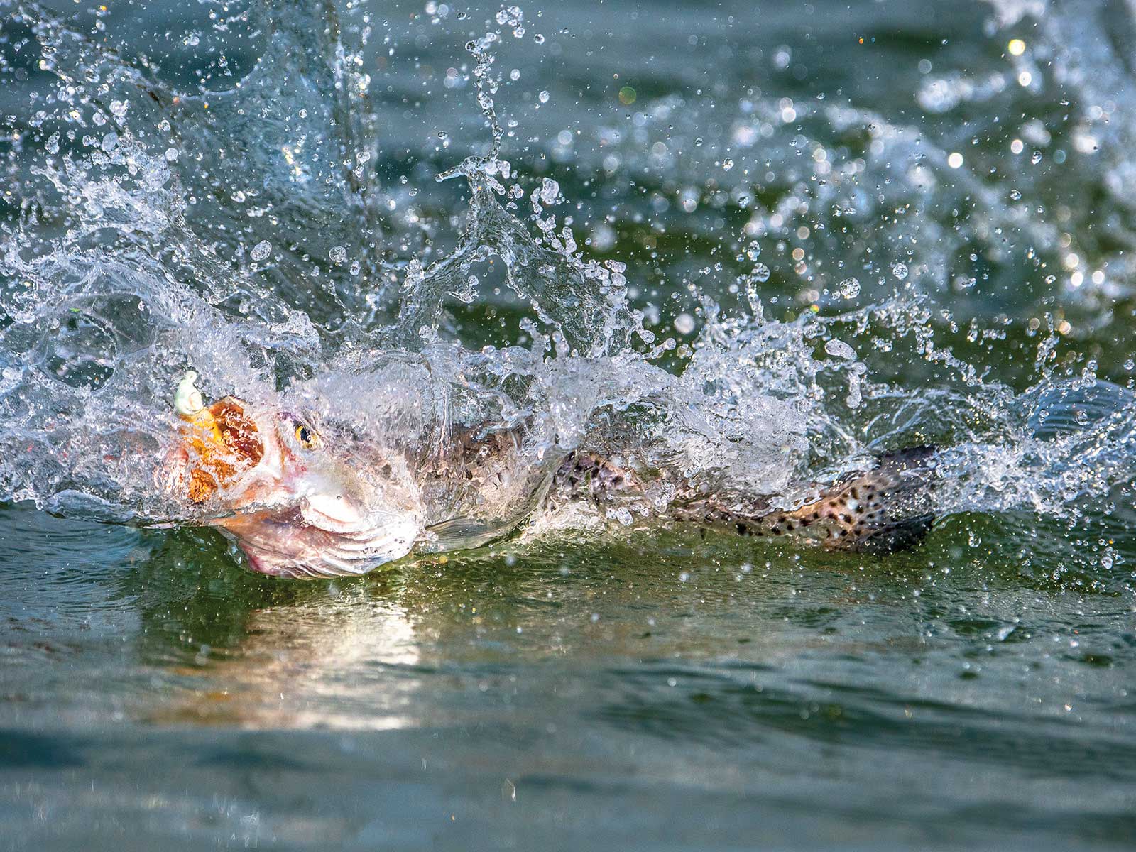 Trout Rue Fish Winter Fishing Tips for Redfish and Speckled Trout