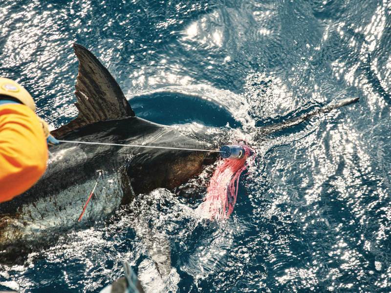SWS224-TT-Leaders-1 Billfish boatside