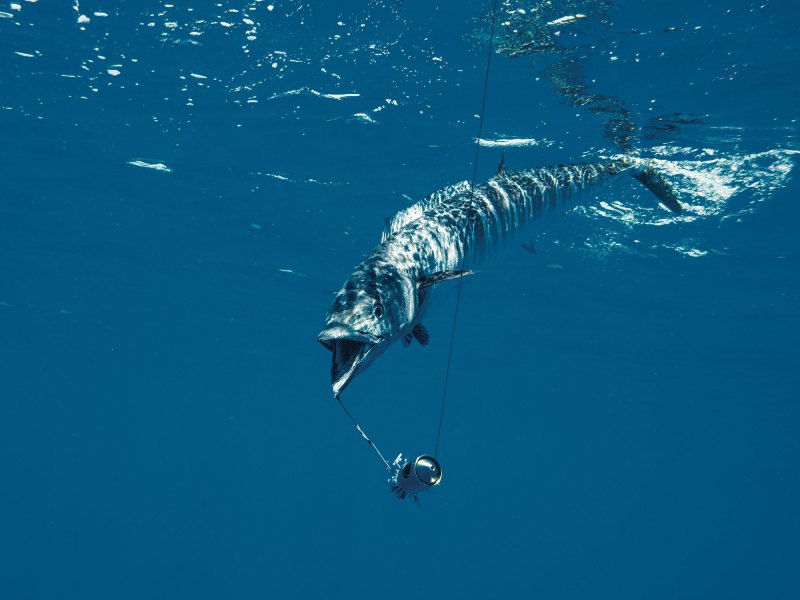 Wahoo caught offshore
