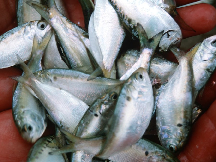 Handful of menhaden