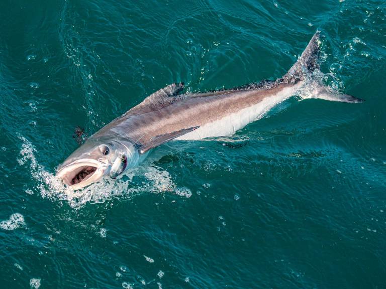 Cobia being reeled in