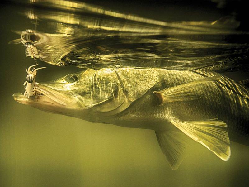 Snook hooked in the Everglades
