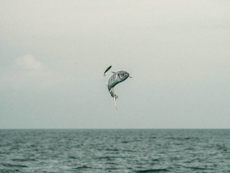 SWS324-Kingfish-2 King mackerel launching