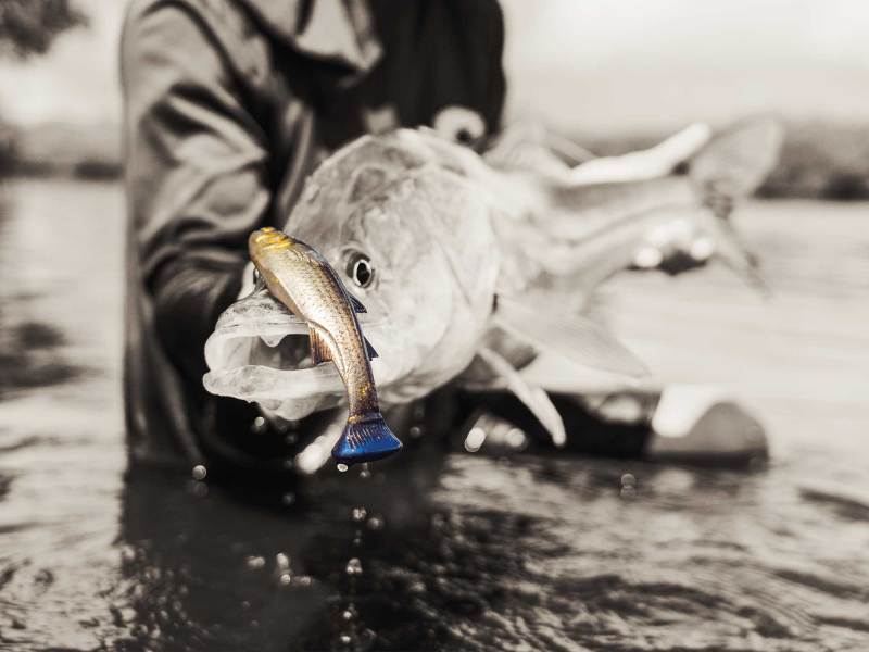 SWS324-Plastics Tarpon with a soft plastic