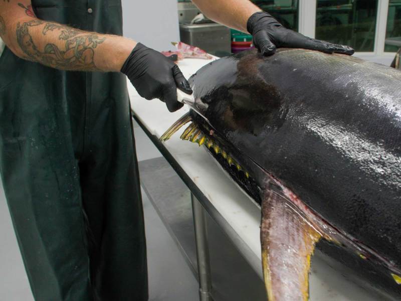 Starting to fillet tuna