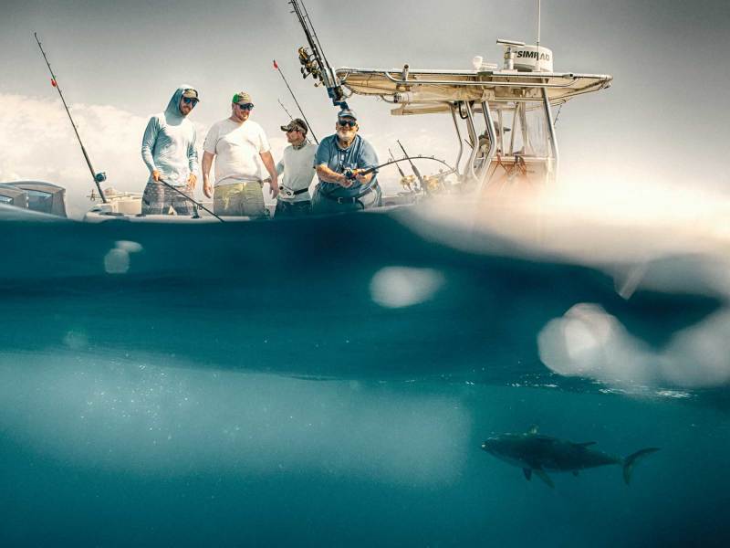 Tuna under the boat