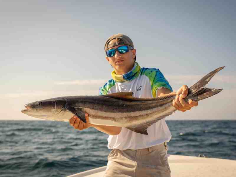 North Carolina Cobia