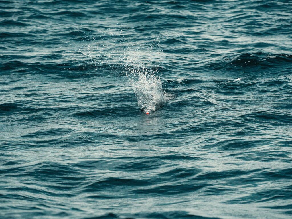 Popper for tuna fishing